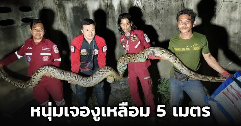 คืนระทึก! หนุ่มเจองูเหลือม 5 เมตร บุกบ้าน 3 กู้ภัยรวมพลังจับกดแทบไม่อยู่